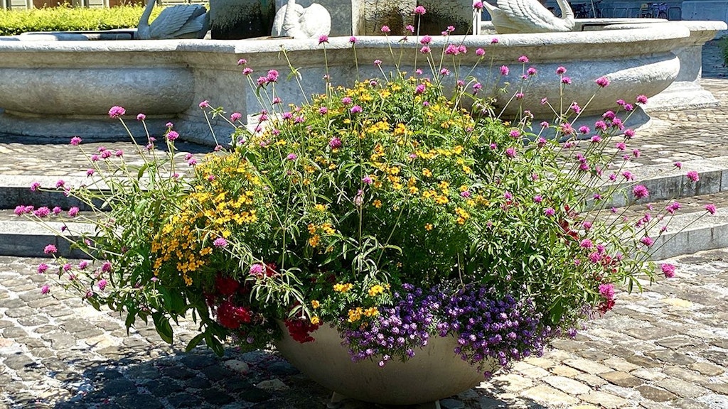 Bern Bundesgärtnerei, Pflanzenschale vor dem Bundeshaus